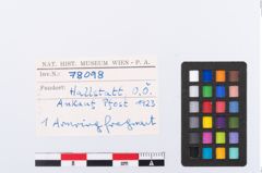 Foto von Bronzearmreif (NHMW-PRAE-078098)